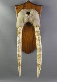 Sold at Auction: PAIR 1873 SCRIMSHAW WALRUS TUSKS