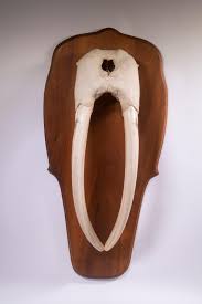 Sold at Auction: LARGE WALRUS SKULL MOUNT WITH TUSKS AND TEETH, SCRIMSHAWN, ON PLAQUE
