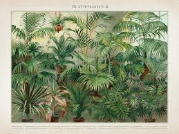 Vintage Plant Print – Botanical Poster | Desenio