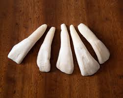 5 Real Buffalo Teeth - White Buffalo Tooth for Necklace - Etsy