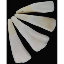 Water Buffalo Tooth - The Ancient Sage Spiritual Supply Store