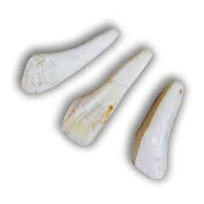 Water Buffalo Teeth – Potawatomi Gift Shop