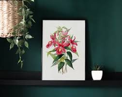 Vintage Botanical Art Print | Antique Orchid Illustration | Pink Orchid Digital Art | Sobralia Macrantha | 19th Century Art | James Bateman - Etsy