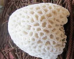 Buy Real Big Coral, Natural White Coral in the Shape of a Hat,rare Corals Online in India - Etsy