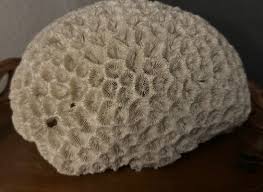 Honeycomb coral | Mercari