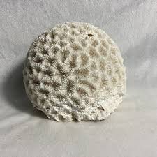 Honeycomb Coral | eBay