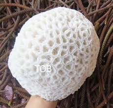 Natural Brain Coral - Etsy