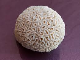 White Coral Tree, Natural Coral Tree, White Coral, Natural Coral Sea, Small White Coral Tree, Coral Reef Decor - Etsy India