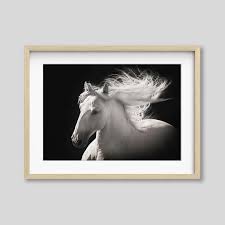 White Stallion Portrait: Modern Equine Photography Print ...