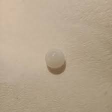 Natural Wild Tridacna White Clam Pearl 0.80ct with B Flame ...