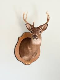 7 Point White Tail Shoulder Mount | EstateSales.org