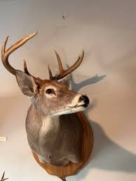Whitetail Mount | eBay