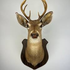 Taxidermy Buck Whitetail Deer Shoulder Mount on Wood Plaque, 8+ Points, Hunters Trophy! Cabin and Hunting Lodge Decor. - Etsy