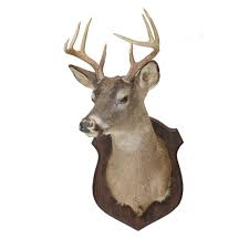 Sold at Auction: Trophy Mounted Buck, Eight Point Buck Mounted on Wooden Plaque