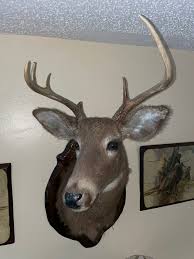 White Tail Deer Head Trophy for Sale in Miami, FL - OfferUp