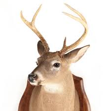 White-Tailed Deer Shoulder Mount Taxidermy (Lot 2248 - Sporting Art AuctionAug 28, 2025, 10:00am)