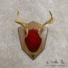 Whitetail Deer Antler Plaque For Sale #20993 - The Taxidermy Store