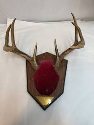 Antler Deer Mount | eBay
