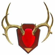 Mount Cover Hunting Taxidermy Supplies for sale - eBay