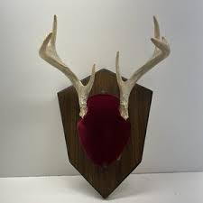 Deer Shoulder Mount Plaque | eBay