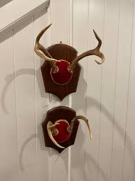 Mid 20th Century Vintage Trophy Mount Antlers - a Pair For Sale at 1stDibs