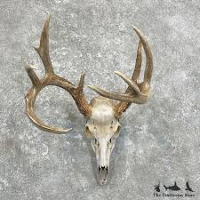 27934 E+ | Whitetail Deer Skull European Taxidermy Mount For ...