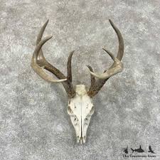 30914 E | Whitetail Deer Skull European Taxidermy Mount For ...