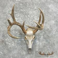 Whitetail Deer Skull European Taxidermy Mount For Sale ...