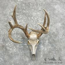 Whitetail Deer Skull European Mount For Sale #27934 - The ...