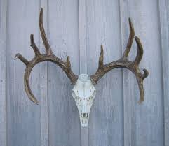 WHITETAIL DEER EUROPEAN MOUNT