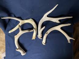 Damaged Weathered Whitetail Deer Shed Antlers Horns Elk Mule ...
