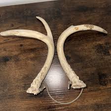 Authentic Michigan Whitetail Deer Rattling Antlers Corded ...