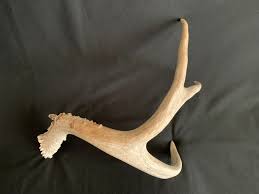 Naturally Shed Mule Deer Antler: Rustic Home Decor, Craft ...