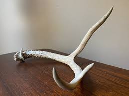 Custom Deer Antlers - E - String and Hearts