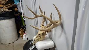 20-3, 4x4 WHITETAIL DEER RACK FULL SKULL mule elk shed ...