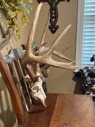 Real Deer Antlers Around 174” Score on Faux Skull - Etsy