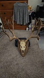 It's been a minute since I snagged a giant. I managed to get ...