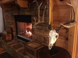 Skull Mounts Part 1 – From Field to Living Room, How To Do ...