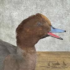 Eurasian Wigeon Duck Bird Mount For Sale #31090 - The ...
