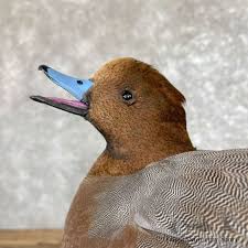 Wigeon Duck Bird Mount For Sale #26671 - The Taxidermy Store