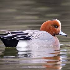 Eurasian Wigeon — Eastside Audubon Society