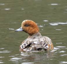 Other than king fisher but he is still there. Om1 with 100-400ii