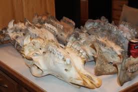 5 Cow Skulls European Mount Taxidermy Texas Longhorn Western Decor Bone Skeleton | eBay