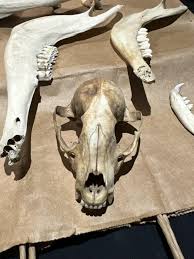 what is this skull my boyfriend bought on facebook? : r/bonecollecting