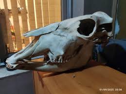 I have a new item, anybody can tell me what is that and is it in any value to sell it? Like for how much, an artist wants to buy it to