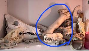 what is this big bone? : r/bonecollecting