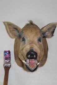Wild Boar Taxidermy | eBay