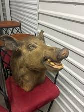 Unbranded From Animal Shoulder Mount Large Animal Taxidermy for sale | eBay