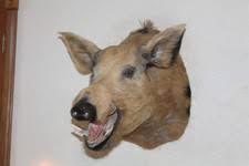 taxidermy pig | eBay
