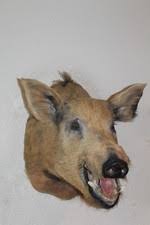 taxidermy pig products for sale | eBay